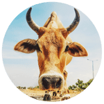 Cow & Buffalo