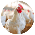 Poultry