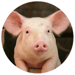 Pigs & Swine